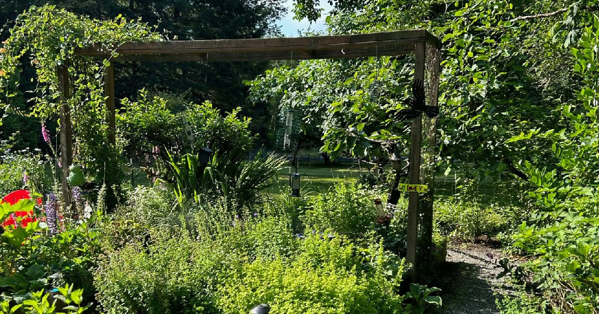 Patti's garden